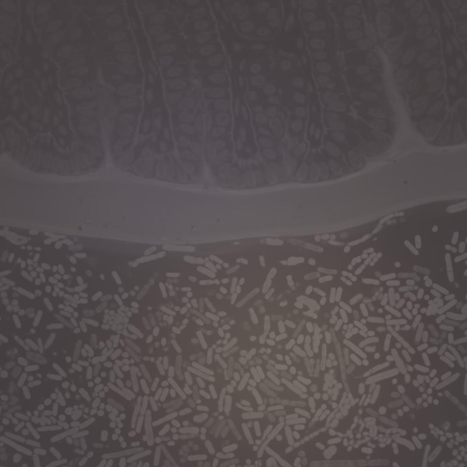 Microscopic microbiome pattern