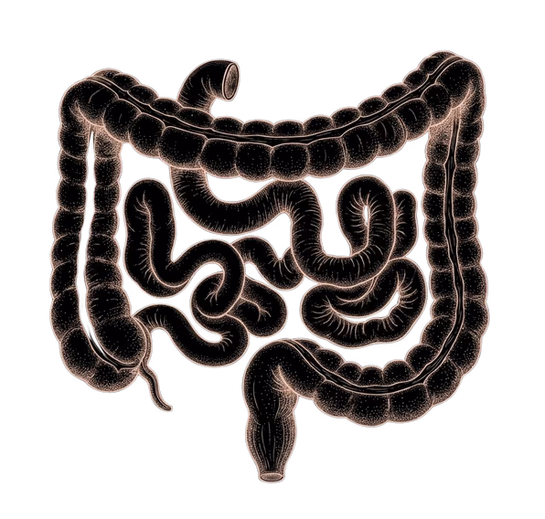 An engraving of the digestive tract